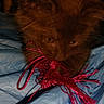Chewy is registered to the contest to win money with this photo: cat, kitten, brown_fur, fluffy, long_hair, whiskers, eyes, face, animal, pet, yarn, red_string, toy, blue_blanket, indoors, bed, close_up, portrait, curious, playful