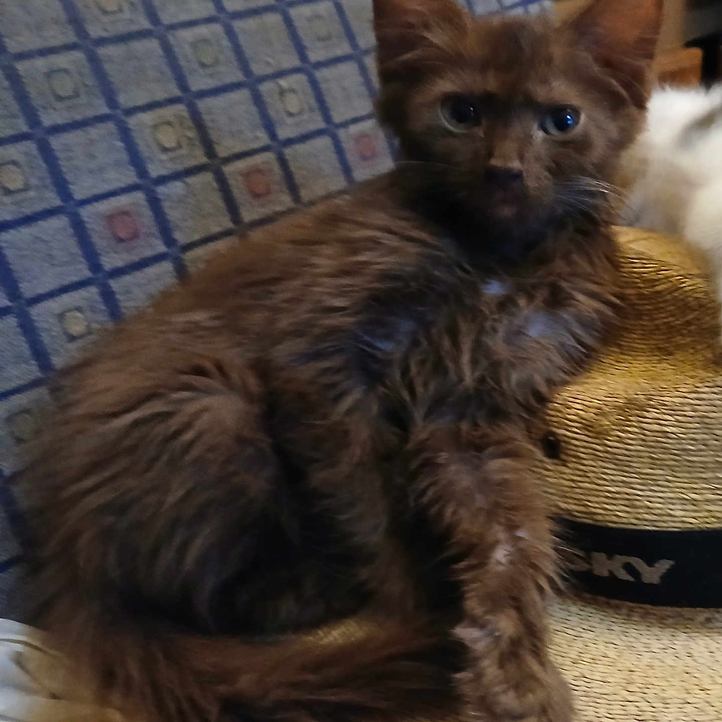 Chewy