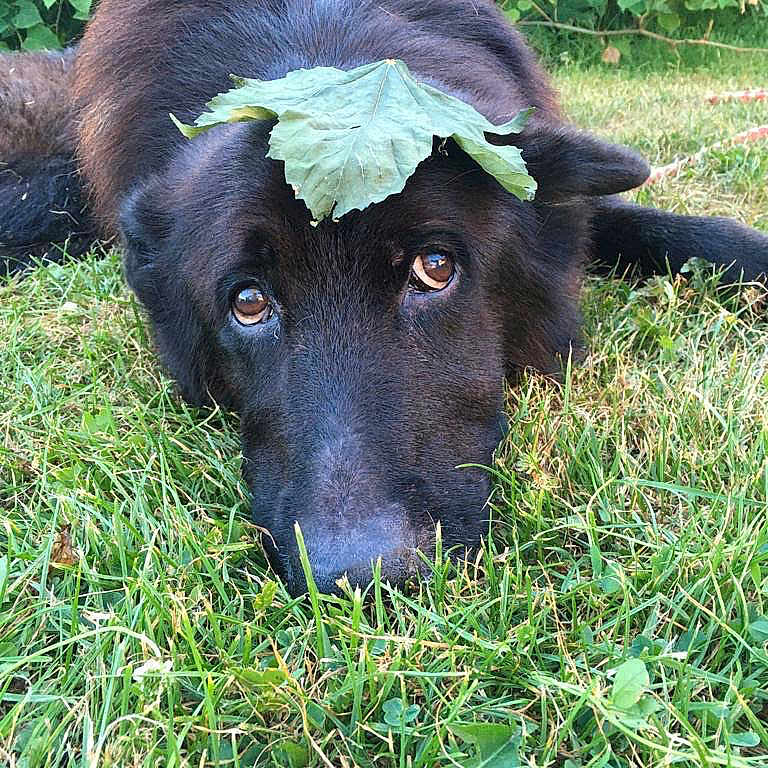 Shadow a rejoint le concours — aidez-le/la à gagner de superbes lots ! animal, black_dog, canine, close_up, dog, ears, eyes, fur, garden, grass, greenery, head, leaf, lying_down, nature, outdoor, pet, relaxed, snout, summer