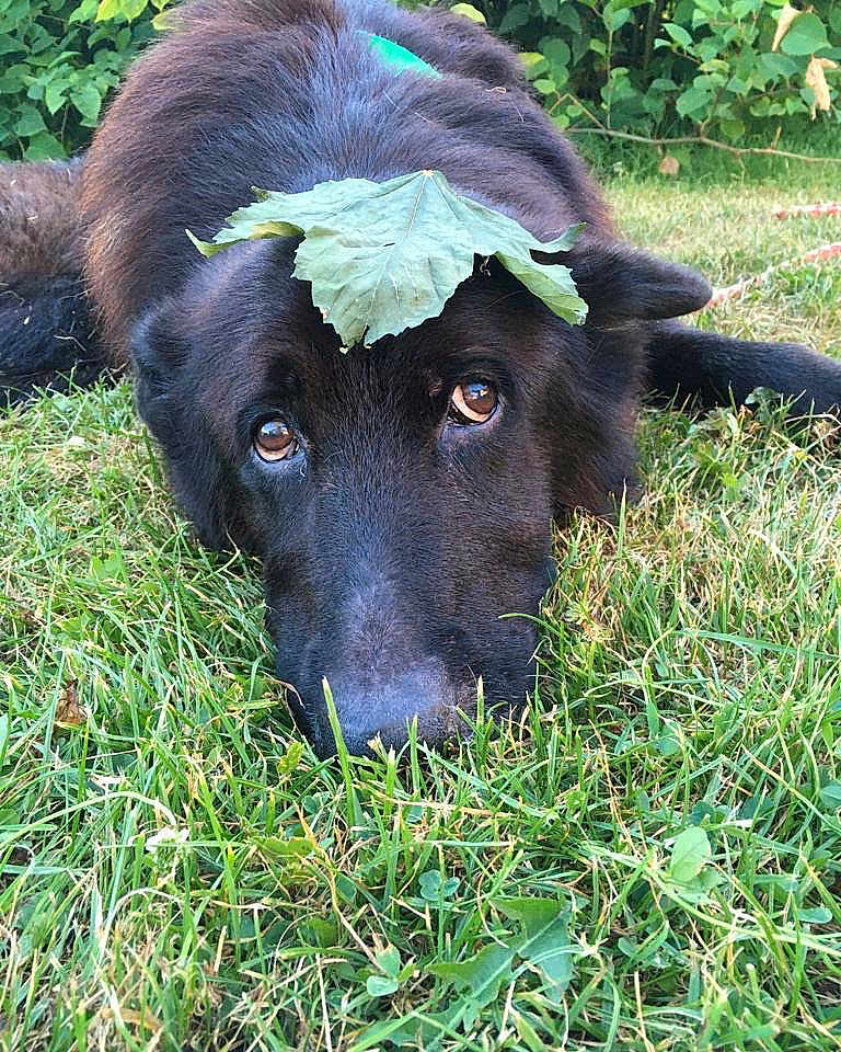 Shadow a rejoint le concours — aidez-le/la à gagner de superbes lots ! dog, black_dog, grass, leaf, outdoor, pet, animal, nature, lying_down, close_up, fur, ears, eyes, snout, greenery, summer, relaxed, canine, head, garden