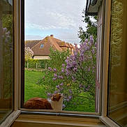 Moumou participe au concours pour gagner de l'argent avec cette photo : cat, window, open_window, radiator, flowering_bush, lilac, garden, house, roof, sky, clouds, green_grass, tree, outdoor, nature, pet, curious, orange_and_white_cat, framed_view, daylight