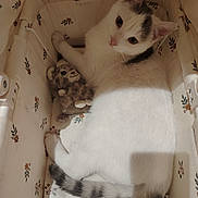 Loulou participe au concours pour gagner de l'argent avec cette photo : animal, basket, cat, close_up, cozy, curious, cute, domestic, feline, floral_pattern, fur, gray_cat, indoor, pet, plush_toy, relaxed, resting, soft_lighting, toy, white_cat