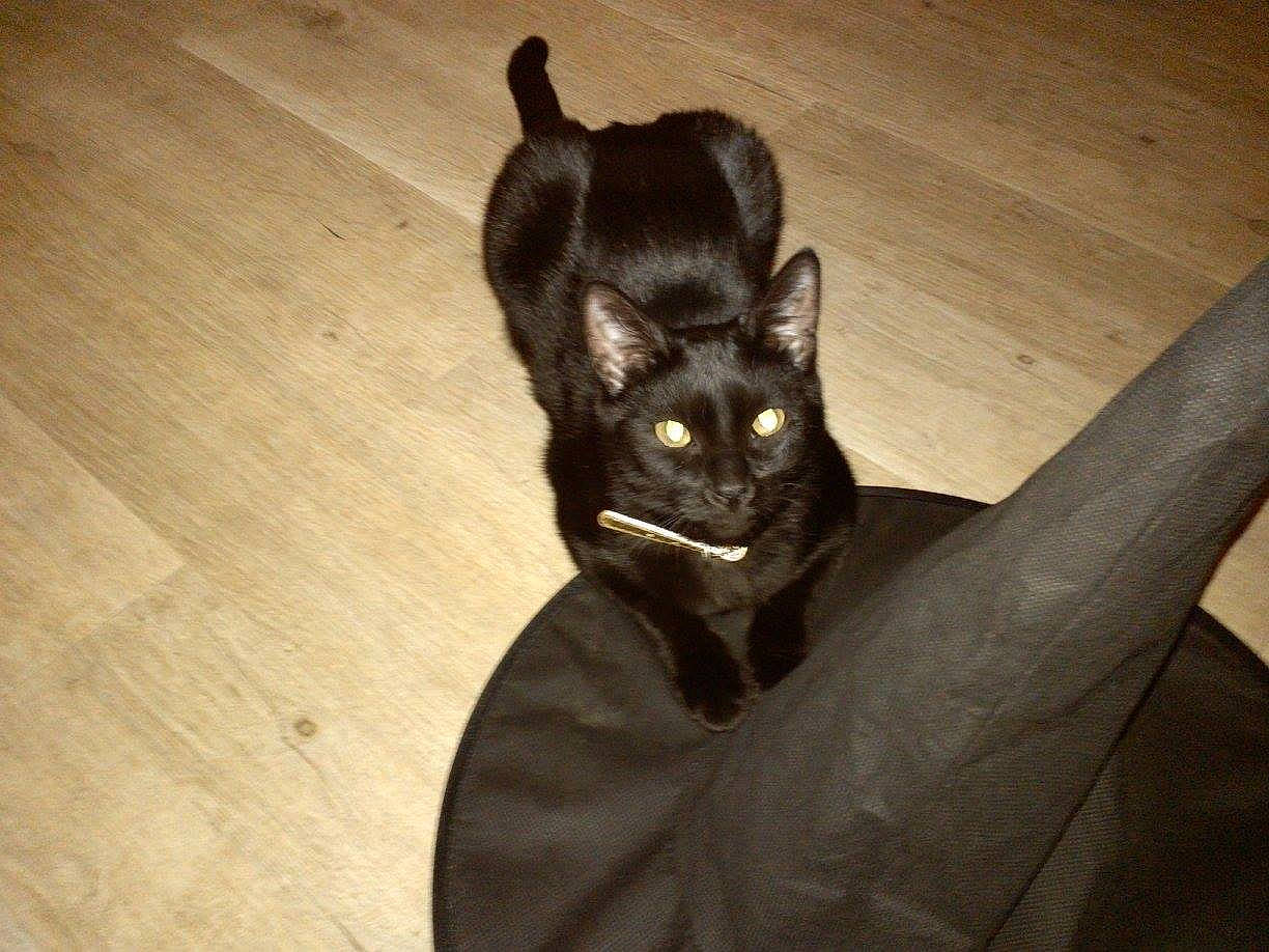 Friska a rejoint le concours — aidez-le/la à gagner de superbes lots ! asian, black, black_cat, bombay, burmese, carnivore, cat, domestic_short_haired_cat, ear, felidae, floor, flooring, havana_brown, kitten, mammal, small_to_medium_sized_cats, snout, tail, whiskers