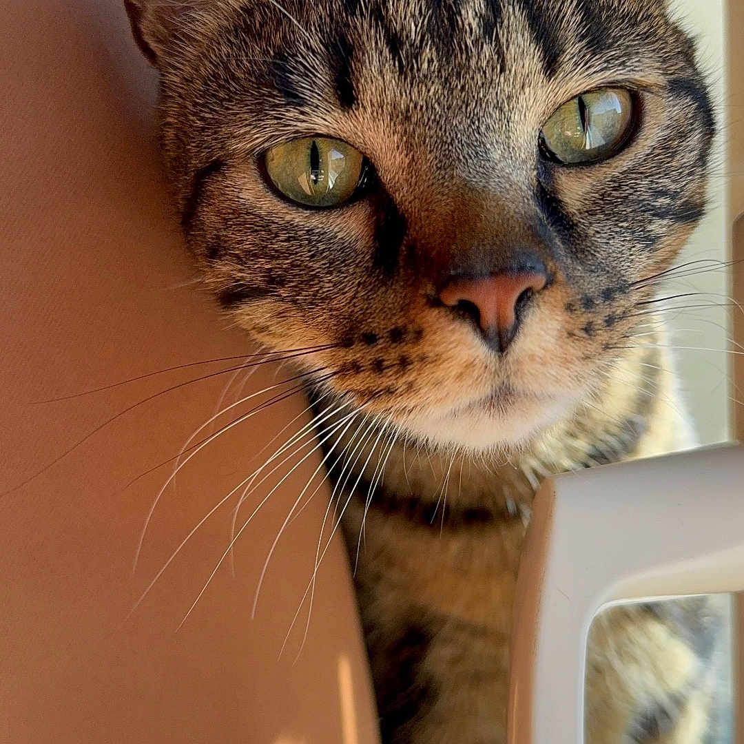 Teemo