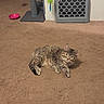 Nala is registered to the contest to win money with this photo: cat, tabby_cat, carpet, scratching_post, cat_toy, feather_toy, food_bowl, indoor, pet, feline, animal, curious, relaxed, home, floor, playful, domestic, cute, resting, looking