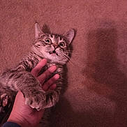 Nala is registered to the contest to win money with this photo: cat, tabby_cat, hand, carpet, indoor, paw, claw, surprised, wide_eyes, fur, pet, animal, grip, shadow, human_hand, closeup, playful, expression, cute, domestic_cat