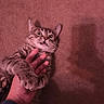 cat, tabby_cat, hand, carpet, indoor, paw, claw, surprised, wide_eyes, fur, pet, animal, grip, shadow, human_hand, closeup, playful, expression, cute, domestic_cat