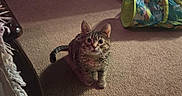 Nala joined the competition — help win amazing prizes! cat, tabby_cat, carpet, pet_toys, indoor, furniture, play_tunnel, pet_bed, wood_paneling, curious, animal, whiskers, ears, floor, home, cozy, looking_up, domestic_cat, pet, cute