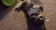 Nala is registered to the contest to win money with this photo: animal, carpet, cat, colorful, curious, cute, domestic, ears, fabric, feline, floor, fur, indoor, pet_toy, playful, resting, shadow, tabby_cat, tail, whiskers