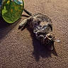cat, tabby_cat, carpet, indoor, pet_toy, playful, feline, animal, fur, whiskers, tail, ears, curious, resting, shadow, colorful, fabric, floor, domestic, cute