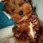 Elmo joined the competition — help win amazing prizes! dog, sleeping, curly_fur, brown_fur, white_fur, couch, cushion, blanket, pet, cozy, resting, indoors, fur, close_up, relaxed, cute, small_dog, companion, napping, domestic_animal