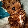 dog, sleeping, curly_fur, brown_fur, white_fur, couch, cushion, blanket, pet, cozy, resting, indoors, fur, close_up, relaxed, cute, small_dog, companion, napping, domestic_animal