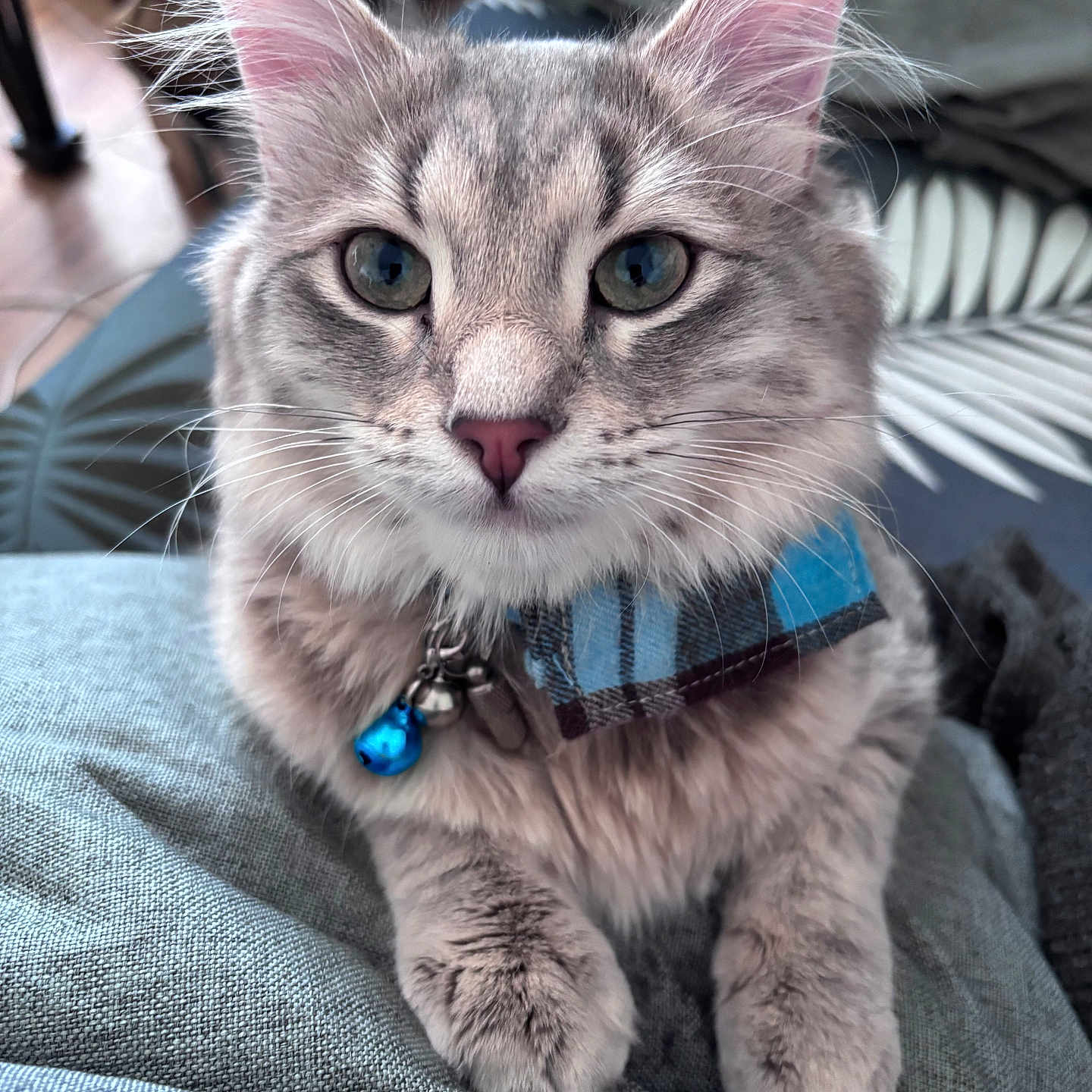 Smokey joined the competition — help win amazing prizes! abyssinian, accessories, animal, bodypart, cat, collar, couch, furniture, harness, homedecor, jewelry, kitten, linen, manx, mouth, necklace, person, pet, siamese, strap