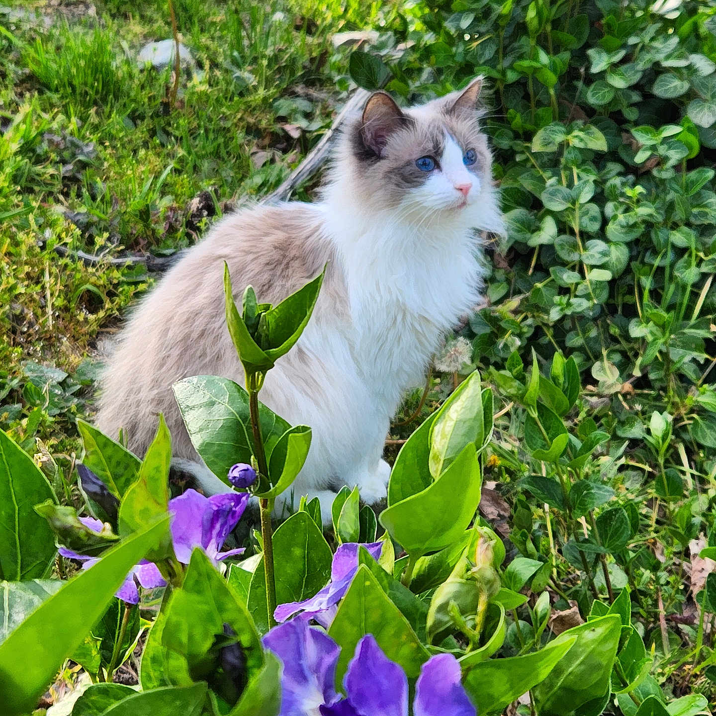 Usagi