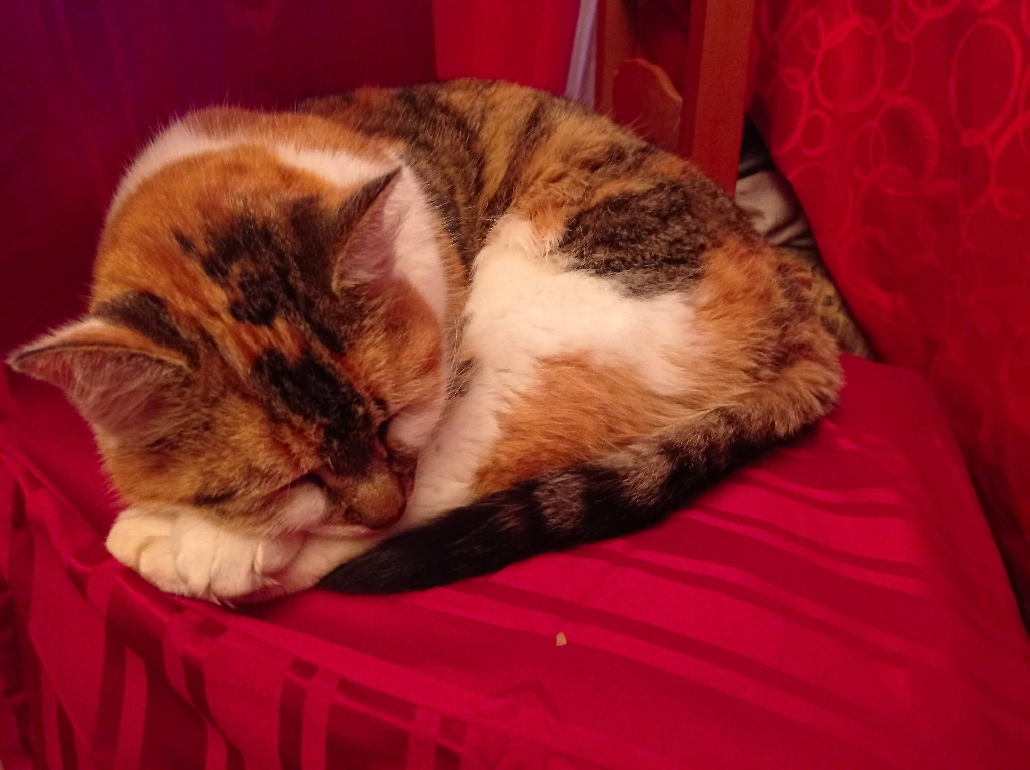 Caline participe au concours pour gagner de l'argent avec cette photo : carnivore, cat, claw, comfort, domestic_short_haired_cat, ear, felidae, fur, lap, linens, nap, paw, room, sleep, small_to_medium_sized_cats, tail, whiskers, wood