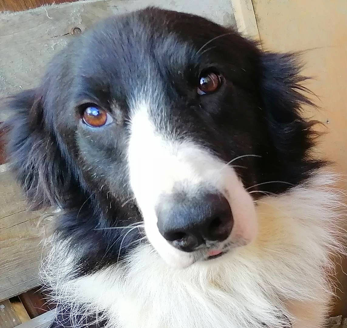 Peio participe au concours pour gagner de l'argent avec cette photo : borador, border_collie, canidae, carnivore, companion_dog, dog, dog_breed, fur, gun_dog, herding_dog, snout, sporting_group, terrestrial_animal, whiskers, working_animal, working_dog