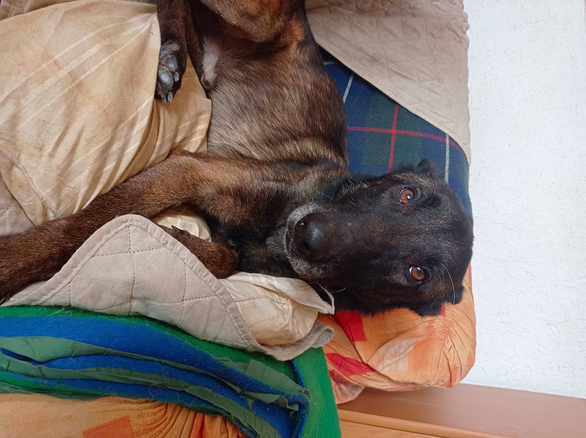 Oscar participe au concours pour gagner de l'argent avec cette photo : canidae, carnivore, comfort, companion_dog, dog, dog_breed, fawn, felidae, foot, fur, guard_dog, human_leg, liver, nap, non_sporting_group, sporting_group, table, terrestrial_animal, whiskers, working_animal