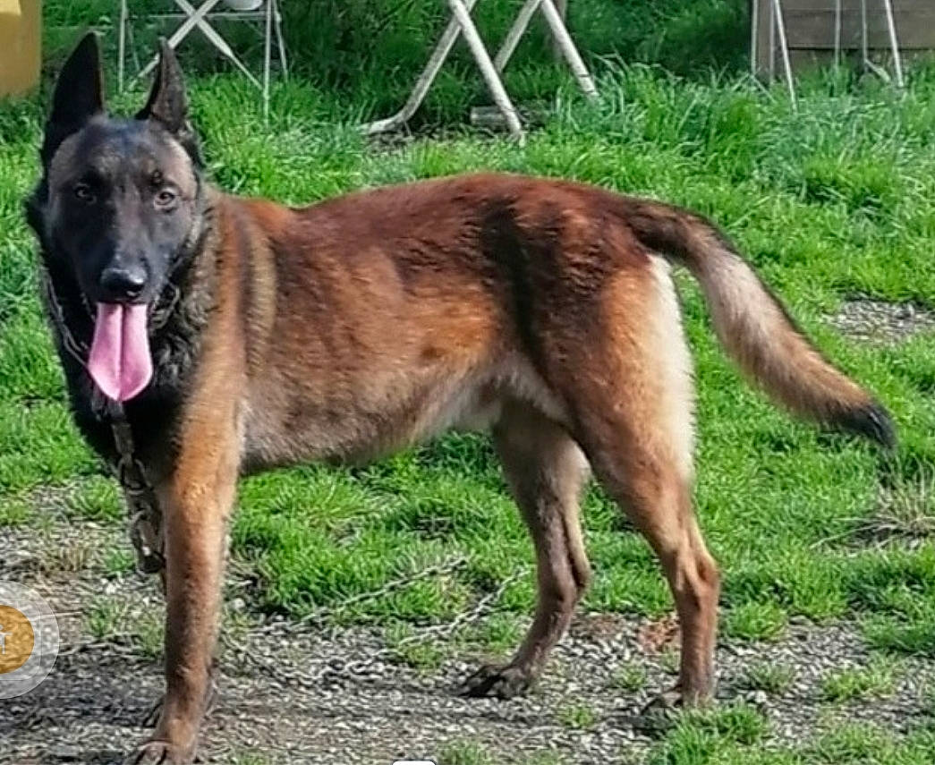 Oscar a rejoint le concours — aidez-le/la à gagner de superbes lots ! canidae, carnivore, collar, companion_dog, dog, dog_breed, dog_collar, east_european_shepherd, german_shepherd_dog, grass, herding_dog, old_german_shepherd_dog, pack_animal, pet_supply, plant, street_dog, tail, terrestrial_animal, working_animal, working_dog