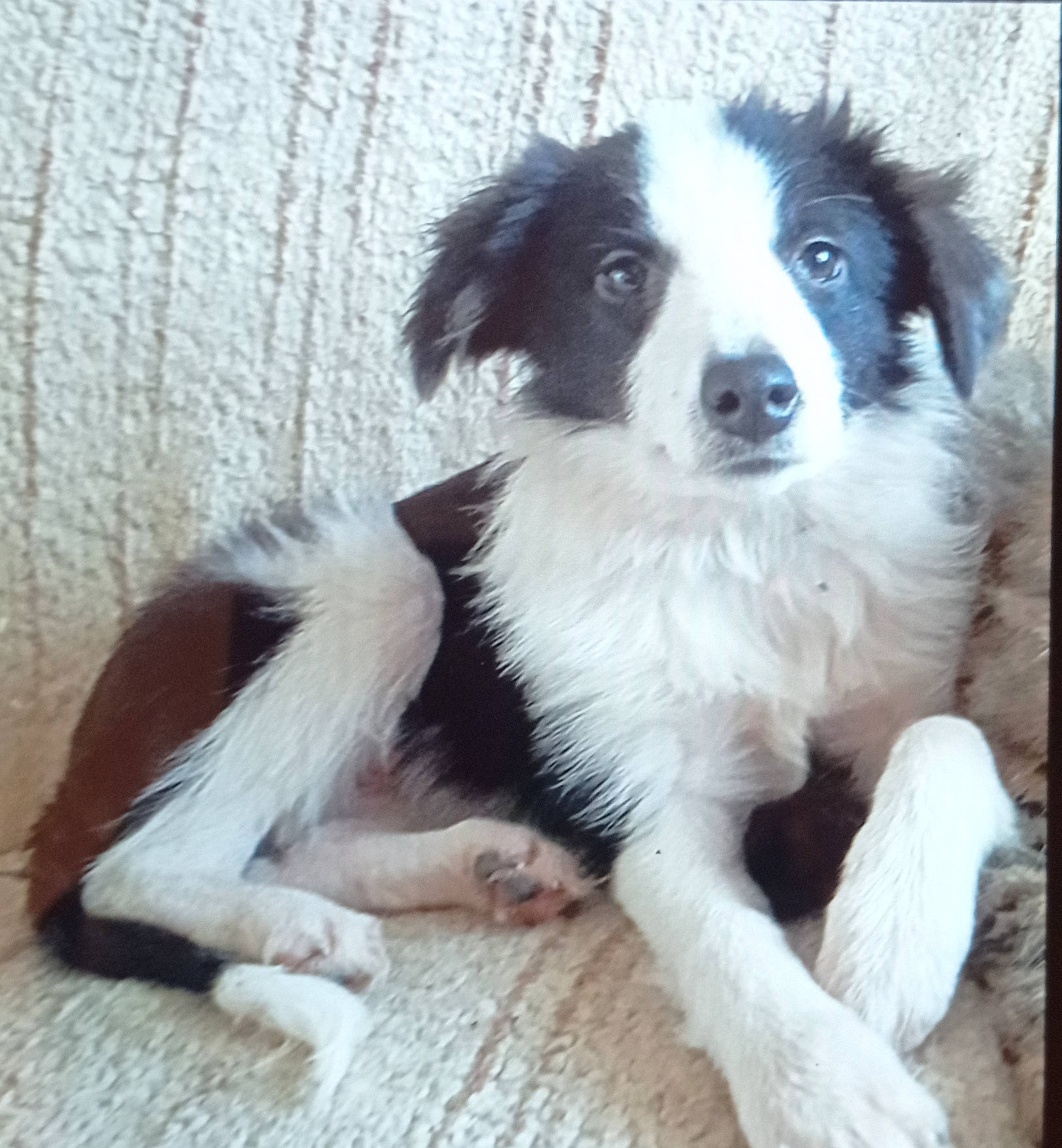 Polka a rejoint le concours — aidez-le/la à gagner de superbes lots ! australian_collie, australian_shepherd, balance, border_collie, bored, canidae, carnivore, companion_dog, dog, dog_breed, fur, herding_dog, snout, sporting_group, terrestrial_animal, working_animal, working_dog