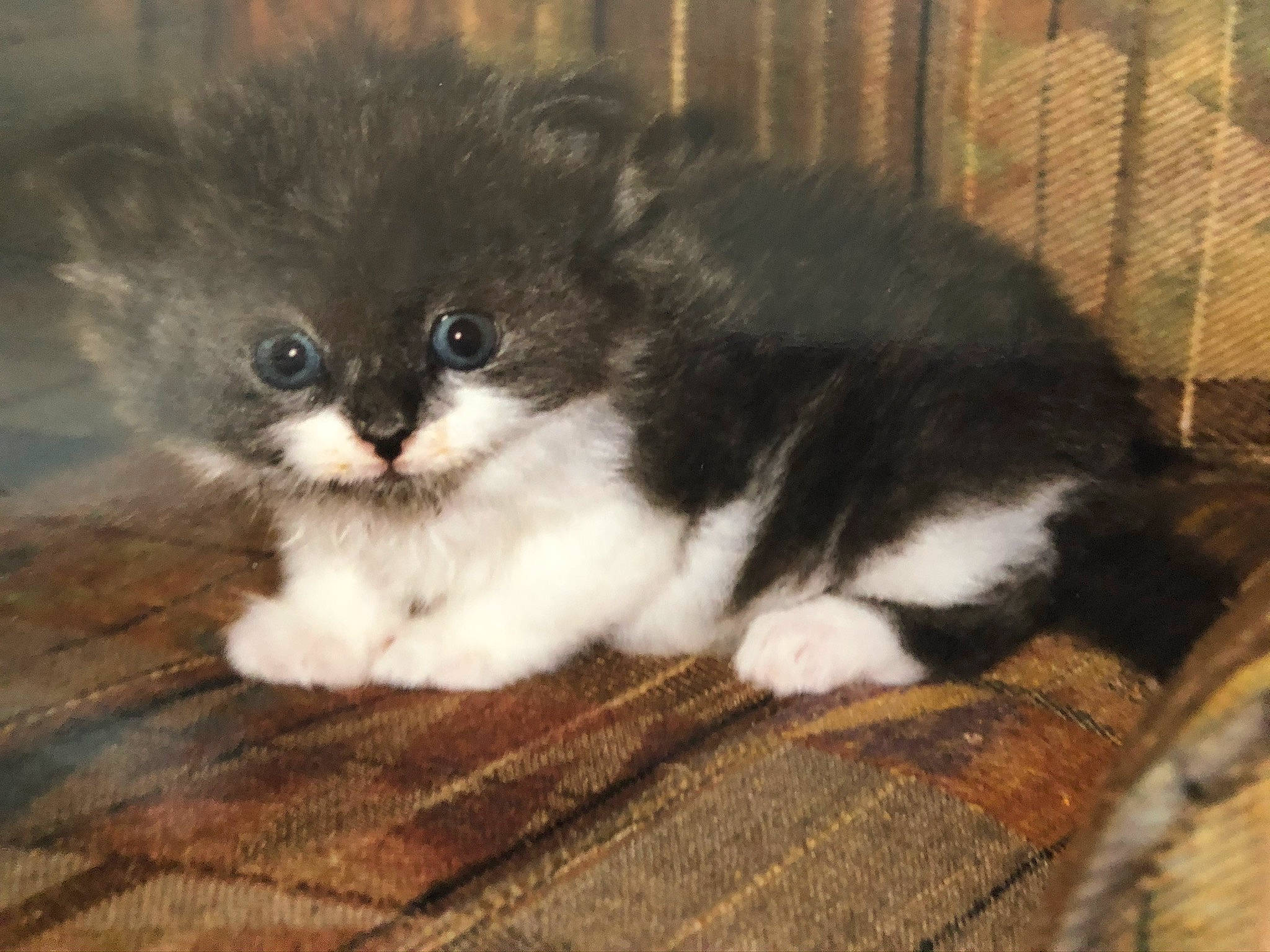 Blu is registered to the contest to win money with this photo: british_longhair, canidae, carnivore, cat, claw, companion_dog, dog_breed, eye, fawn, felidae, fur, paw, small_to_medium_sized_cats, snout, tail, terrestrial_animal, toy_dog, whiskers, window, wood