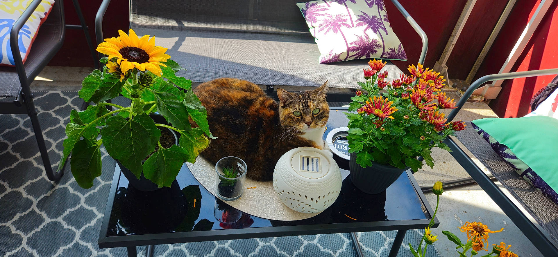 Chanel a rejoint le concours — aidez-le/la à gagner de superbes lots ! animal, architecture, building, cat, chair, cookware, daisy, flower, flowerarrangement, flowerbouquet, furniture, indoors, pet, plant, pot, pottedplant, pottery, sunflower, table, tape