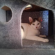 Gracie Girl is registered to the contest to win money with this photo: cat, indoor, pet, relaxed, feline, white, tabby, cat_tree, cozy, fur, animal, resting, cute, looking, curious, home, paw, ears, whiskers, soft