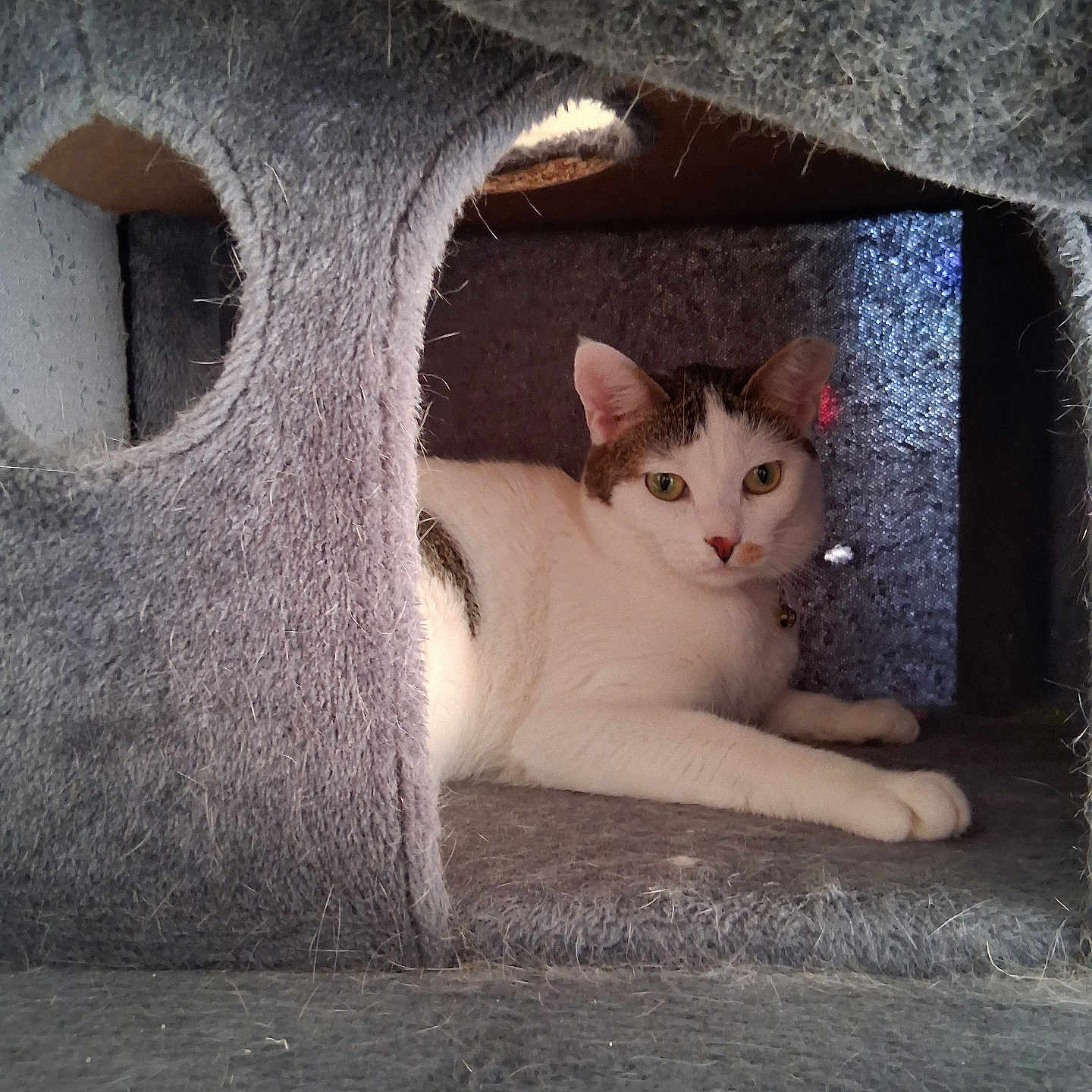 Gracie Girl is registered to the contest to win money with this photo: cat, indoor, pet, relaxed, feline, white, tabby, cat_tree, cozy, fur, animal, resting, cute, looking, curious, home, paw, ears, whiskers, soft