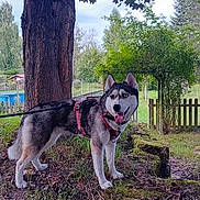 Ella a rejoint le concours — aidez-le/la à gagner de superbes lots ! dog, husky, canine, pet, leash, harness, outdoor, nature, tree, grass, moss, leaves, fence, garden, park, animal, mammal, walking, happy, tongue_out