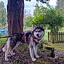 dog, husky, canine, pet, leash, harness, outdoor, nature, tree, grass, moss, leaves, fence, garden, park, animal, mammal, walking, happy, tongue_out