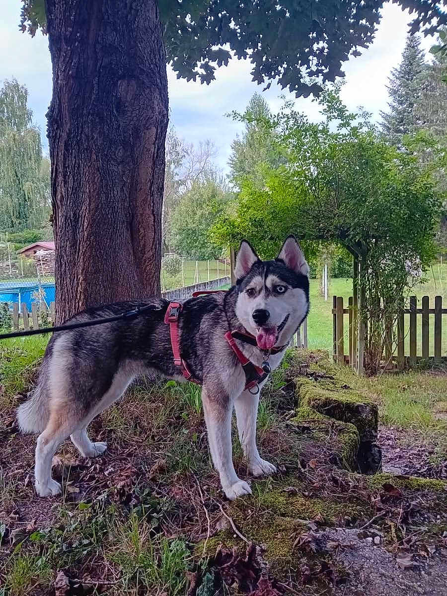 Ella a rejoint le concours — aidez-le/la à gagner de superbes lots ! dog, husky, canine, pet, leash, harness, outdoor, nature, tree, grass, moss, leaves, fence, garden, park, animal, mammal, walking, happy, tongue_out