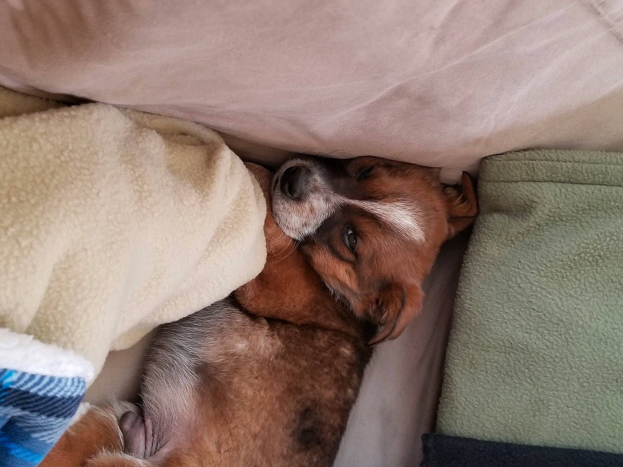 Sam is registered to the contest to win money with this photo: canidae, carnivore, companion_dog, dog, dog_breed, fawn, italian_greyhound, nap, puppy, puppy_love, sleep, snout