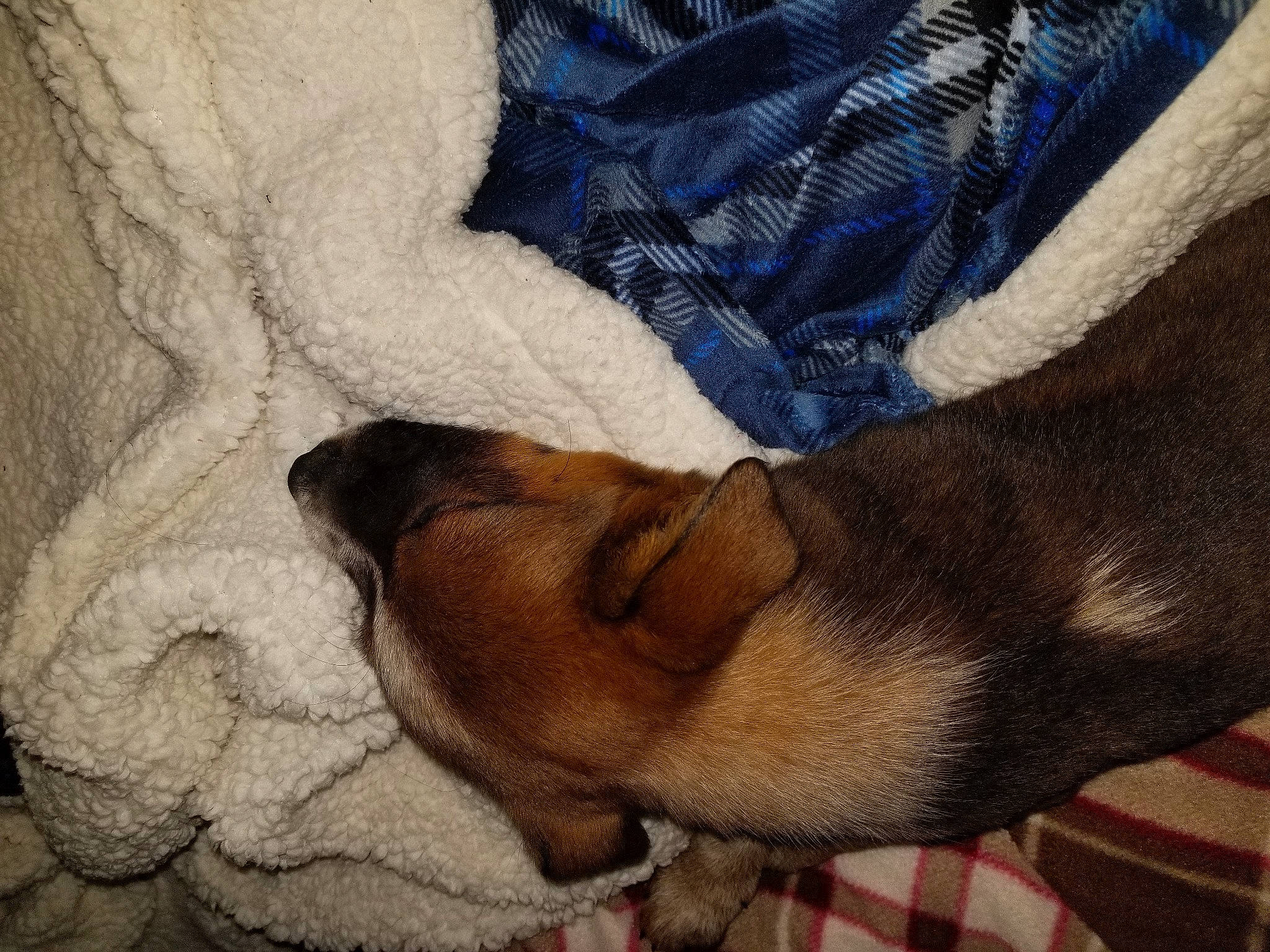 Sam is registered to the contest to win money with this photo: canidae, carnivore, companion_dog, dog, dog_breed, fawn, fur, nap, puggle, puppy, puppy_love, sleep, snout, tail