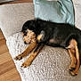 dog, sleeping, couch, blanket, pillow, indoor, pet, relaxed, fur, brown, black, wooden_floor, resting, cozy, canine, domestic_animal, laying_down, comfort, quiet, animal