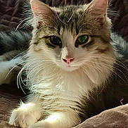 Spark joined the competition — help win amazing prizes! animal, blanket, cat, close_up, cozy, cute, domestic_cat, feline, fluffy, fur, indoor, long_hair, paws, pet, portrait, relaxed, resting, soft_light, tabby, whiskers