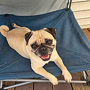 Leia is registered to the contest to win money with this photo: animal, blue_chair, canine, chair, companion, cute, dog, domestic, ears, friendly, fur, happy, outdoor, paw, pet, pug, resting, smiling, tongue_out, wooden_deck