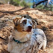 Vanity a rejoint le concours — aidez-le/la à gagner de superbes lots ! dog, blue_eyes, fur, collar, outdoor, nature, dirt, animal, pet, canine, resting, sunlight, blurred_background, tree, ground, portrait, looking_away, fluffy, daylight, cute