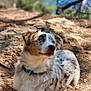 dog, blue_eyes, fur, collar, outdoor, nature, dirt, animal, pet, canine, resting, sunlight, blurred_background, tree, ground, portrait, looking_away, fluffy, daylight, cute