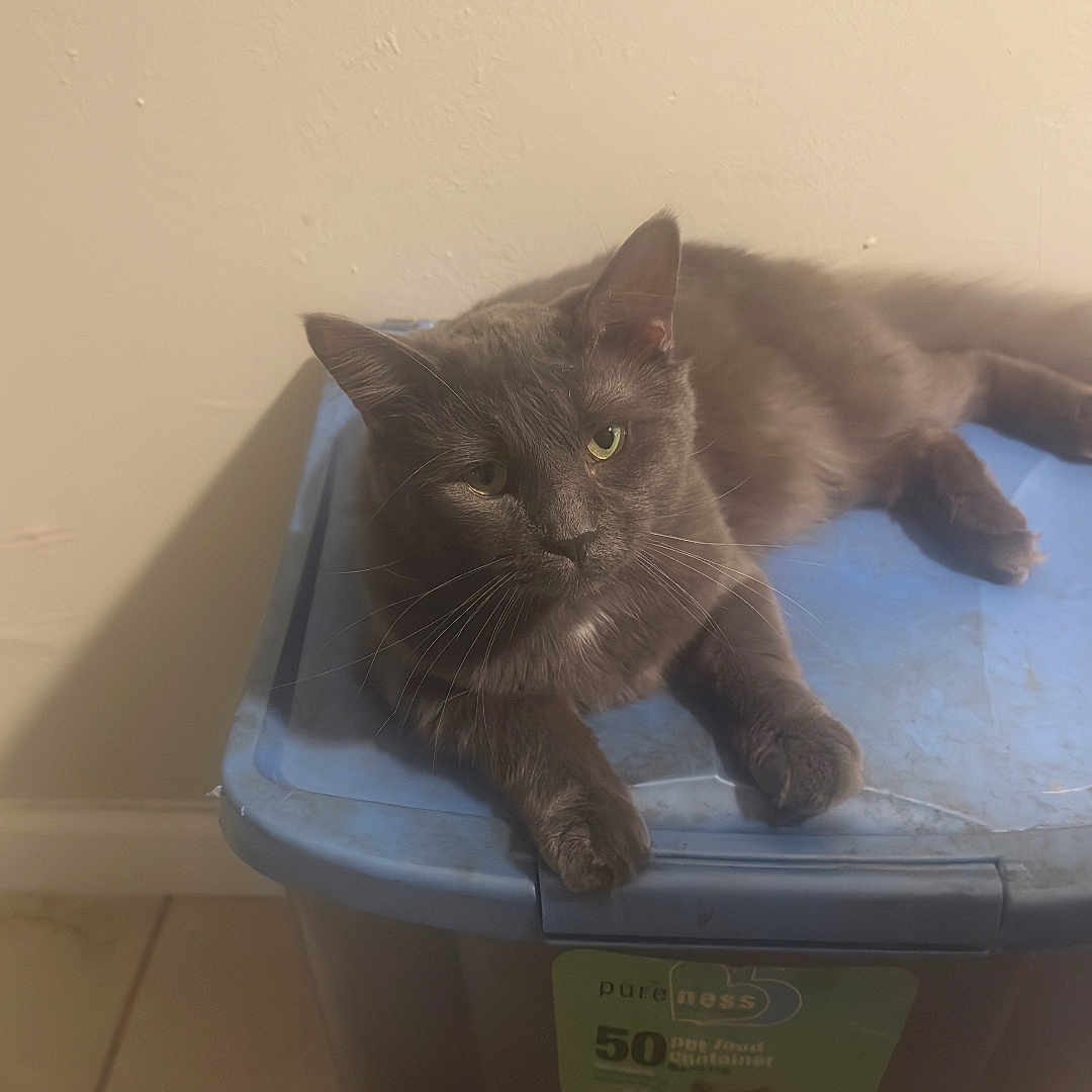 Bear joined the competition — help win amazing prizes! animal, beige_wall, blue_lid, cat, close_up, curious_look, domestic_cat, feline, floor_tiles, fur, gray_cat, household, indoor, mammal, paws, pet, plastic_container, relaxed, resting, whiskers