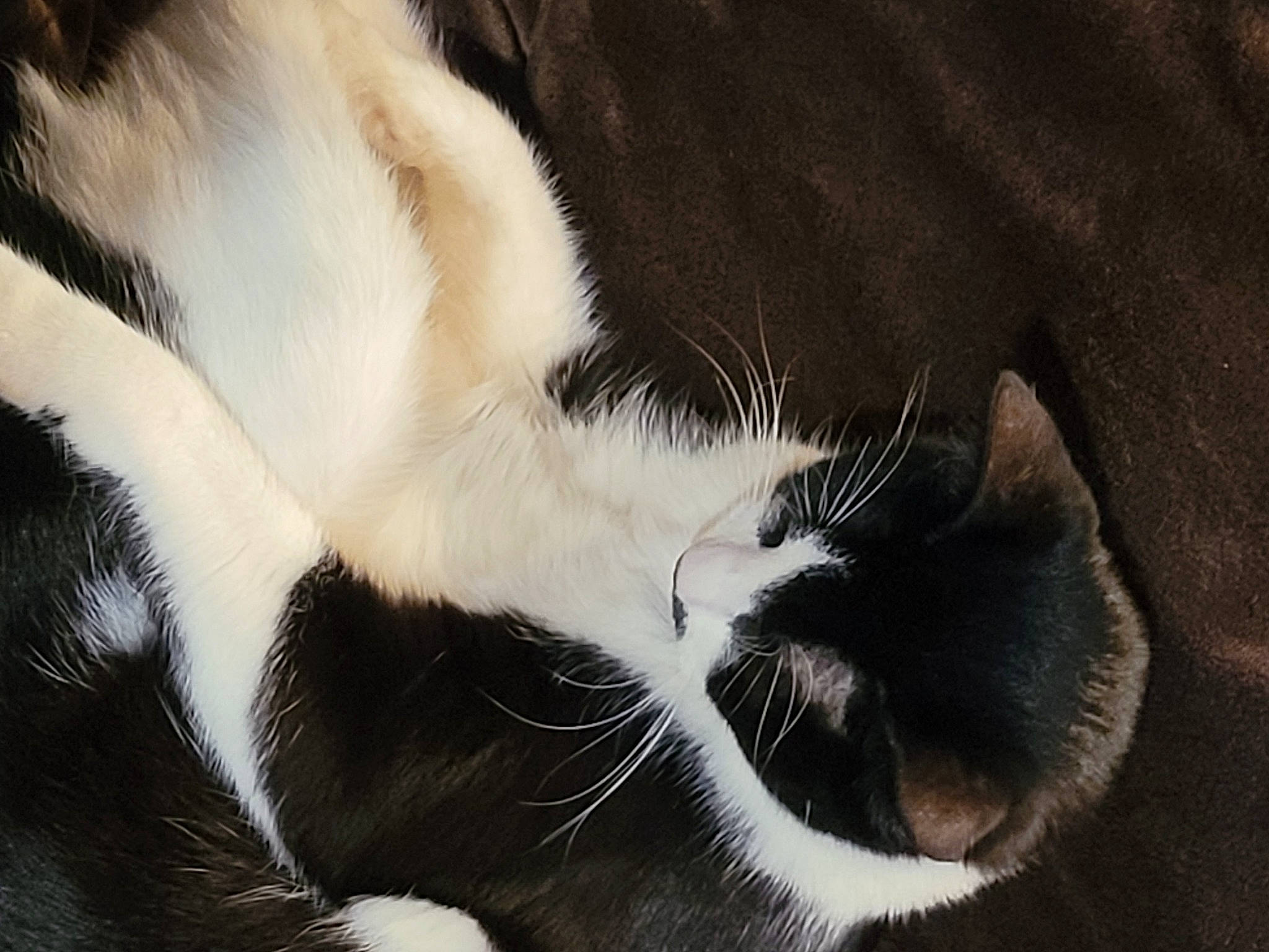 Chip is registered to the contest to win money with this photo: carnivore, cat, claw, comfort, domestic_short_haired_cat, eye, felidae, foot, fur, human_leg, leg, monochrome_photography, paw, small_to_medium_sized_cats, snout, sporting_group, tail, terrestrial_animal, tree, whiskers