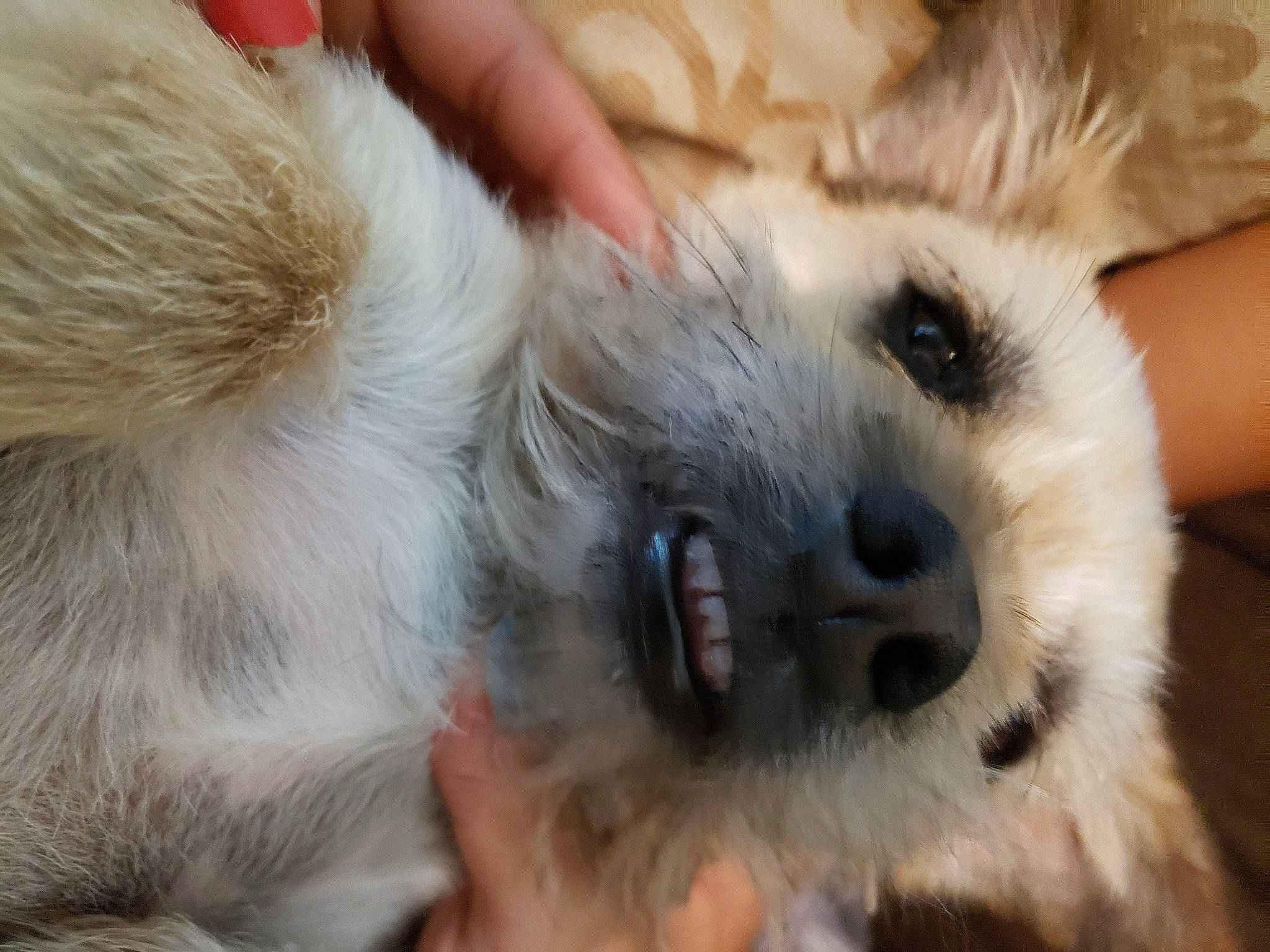 Loki joined the competition — help win amazing prizes! american_eskimo_dog, canidae, carnivore, claw, companion_dog, dog, dog_breed, fawn, fur, non_sporting_group, paw, puppy_love, small_terrier, snout, sporting_group, terrestrial_animal, terrier, toy_dog, whiskers, working_animal