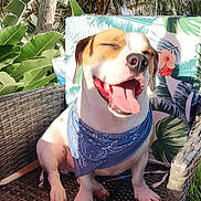 Walter is registered to the contest to win money with this photo: dog, bandana, wicker_chair, outdoor, sunlight, happy, tongue_out, smiling, plants, tropical, greenery, cushion, floral_pattern, pet, canine, summer, relaxing, close_up, nature, happy_dog