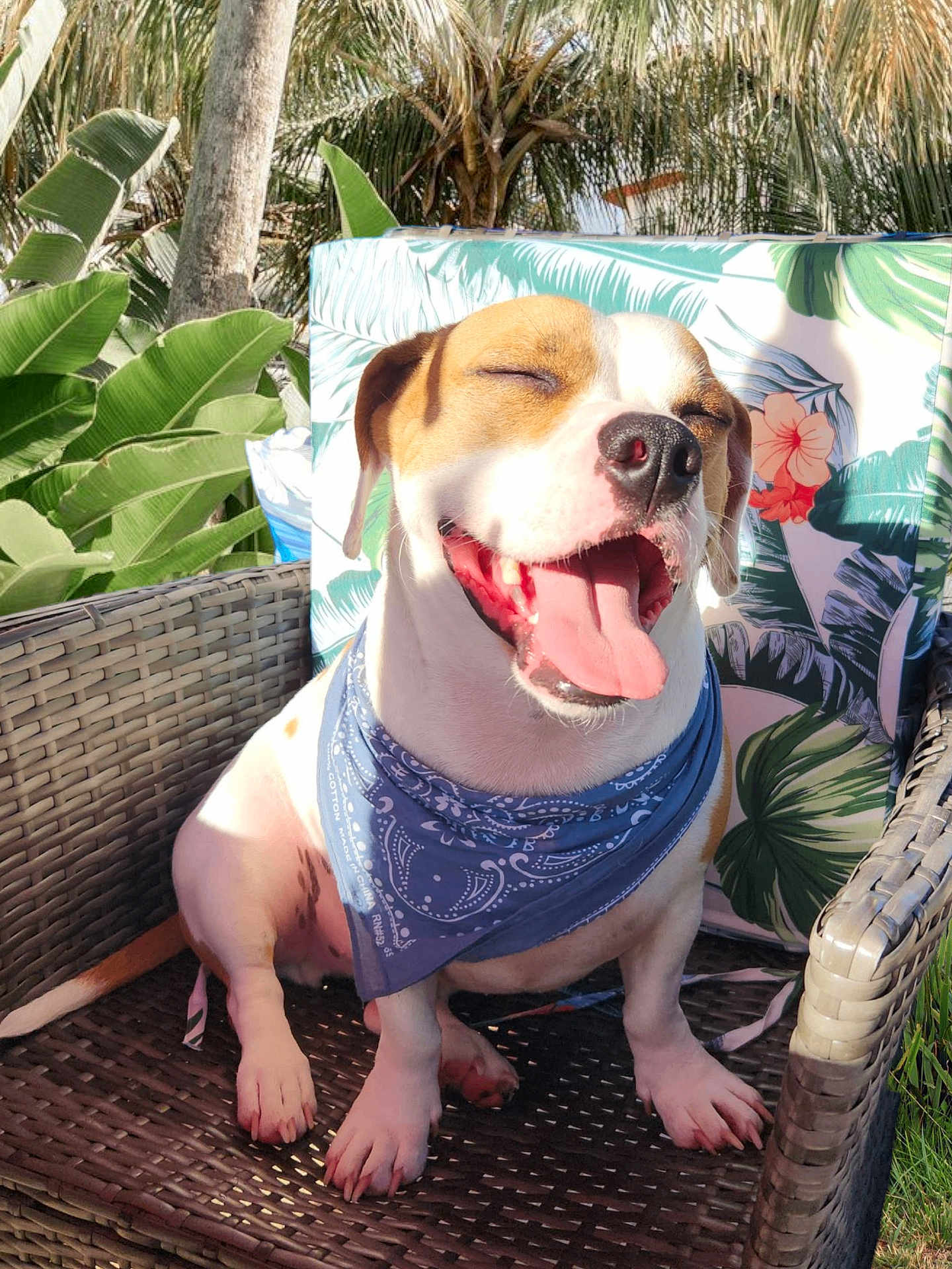 Walter is registered to the contest to win money with this photo: dog, bandana, wicker_chair, outdoor, sunlight, happy, tongue_out, smiling, plants, tropical, greenery, cushion, floral_pattern, pet, canine, summer, relaxing, close_up, nature, happy_dog