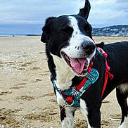 Oly a rejoint le concours — aidez-le/la à gagner de superbes lots ! animal, beach, black_and_white, canine, cloudy, dog, fur, happy, harness, muzzle, nature, outdoor, pet, playful, sand, sky, summer, tongue_out, vacation, walking
