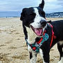 animal, beach, black_and_white, canine, cloudy, dog, fur, happy, harness, muzzle, nature, outdoor, pet, playful, sand, sky, summer, tongue_out, vacation, walking
