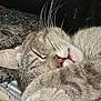 Henry Viii joined the competition — help win amazing prizes! cat, tabby, sleeping, close_up, whiskers, fur, gray, cozy, blanket, relaxing, pet, animal, cute, nap, indoor, soft, face, ears, mouth, eye
