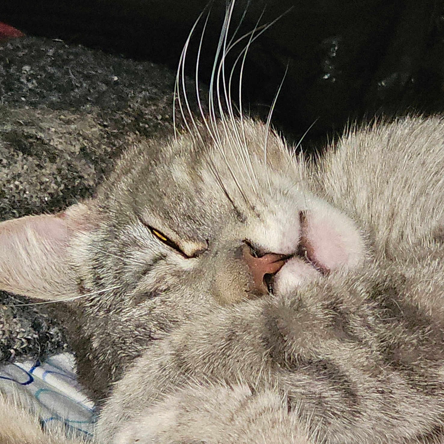 Henry Viii joined the competition — help win amazing prizes! animal, blanket, cat, close_up, cozy, cute, ears, eye, face, fur, gray, indoor, mouth, nap, pet, relaxing, sleeping, soft, tabby, whiskers