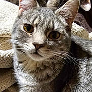 Henry Viii is registered to the contest to win money with this photo: cat, tabby, close_up, yellow_eyes, fur, whiskers, knitted_blanket, texture, indoor, pet, animal, cute, companion, relaxed, two_cats, background, soft_light, curious, face, ears