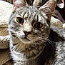 animal, background, cat, close_up, companion, curious, cute, ears, face, fur, indoor, knitted_blanket, pet, relaxed, soft_light, tabby, texture, two_cats, whiskers, yellow_eyes