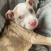 Ryder Rae is registered to the contest to win money with this photo: animal, blanket, blue_eyes, canine, close_up, cozy, cute, dog, ears, fur_texture, indoor, looking_back, nose, pet, puppy, resting, soft_lighting, tan_fur, white_fur, young