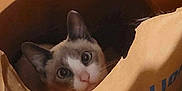 Floofy Mcfloofington is registered to the contest to win money with this photo: animal, cardboard, cat, closeup, cozy, curious, cute, domestic, ears, eyes, face, feline, floor, indoor, looking, mischievous, paper_bag, pet, shadow, whiskers